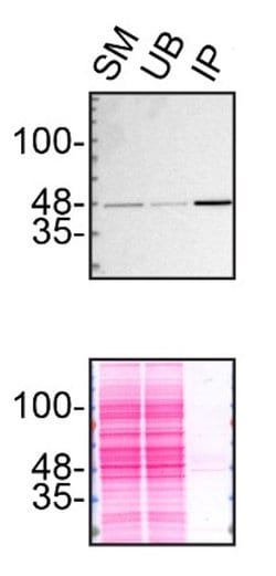 Invitrogen TDP-43 Monoclonal Antibody (GT733) 100 &mu;L | Buy Online | Invitrogen&trade; | Fisher Scientific