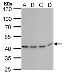 Invitrogen TDP-43 Monoclonal Antibody (GT733) 100 &mu;L | Buy Online | Invitrogen&trade; | Fisher Scientific