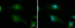 Invitrogen BABAM1 Monoclonal Antibody (GT1251) 100 &mu;L; Unconjugated:Antibodies,