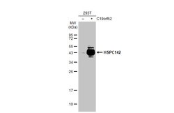 Invitrogen BABAM1 Monoclonal Antibody (GT1251) 100 &mu;L; Unconjugated:Antibodies,