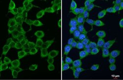 Invitrogen PSAT1 Monoclonal Antibody (GT1353) 100 &mu;L; Unconjugated:Antibodies,