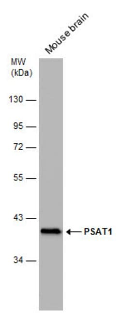 Invitrogen PSAT1 Monoclonal Antibody (GT1353) 100 &mu;L; Unconjugated:Antibodies,