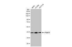 Invitrogen PSAT1 Monoclonal Antibody (GT1353) 100 &mu;L; Unconjugated:Antibodies,