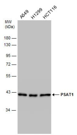 Invitrogen PSAT1 Monoclonal Antibody (GT1353) 100 &mu;L; Unconjugated:Antibodies,