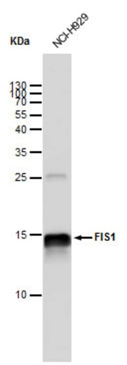 Invitrogen FIS1 Monoclonal Antibody (GT12112) 100 &mu;L; Unconjugated:Antibodies,