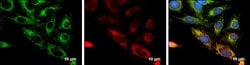 Invitrogen FIS1 Monoclonal Antibody (GT4211) 100 &mu;L; Unconjugated:Antibodies,