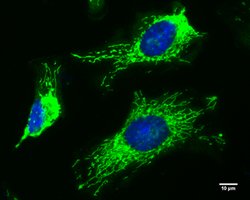 Invitrogen FIS1 Monoclonal Antibody (GT4211) 100 &mu;L; Unconjugated:Antibodies,