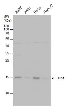 Invitrogen FIS1 Monoclonal Antibody (GT4211) 100 &mu;L; Unconjugated:Antibodies,