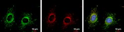 Invitrogen FIS1 Monoclonal Antibody (GT9810) 100 &mu;L; Unconjugated:Antibodies,