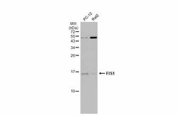 Invitrogen FIS1 Monoclonal Antibody (GT9810) 100 &mu;L; Unconjugated:Antibodies,