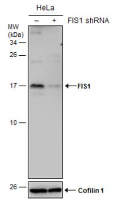 Invitrogen FIS1 Monoclonal Antibody (GT9810) 100 &mu;L; Unconjugated:Antibodies,