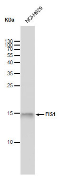 Invitrogen FIS1 Monoclonal Antibody (GT9810) 100 &mu;L; Unconjugated:Antibodies,