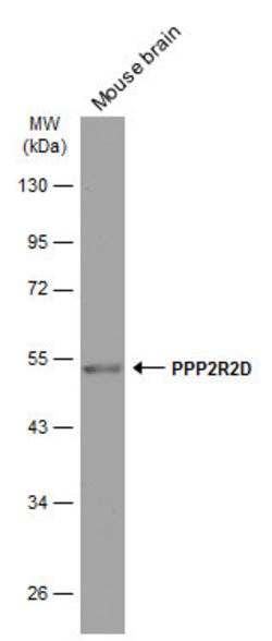 Invitrogen PPP2R2D Monoclonal Antibody (GT577) 100 &mu;L; Unconjugated:Antibodies,