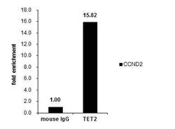Invitrogen TET2 Monoclonal Antibody (GT649) 100 &mu;L; Unconjugated:Antibodies,