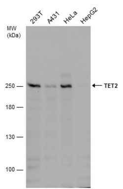 Invitrogen TET2 Monoclonal Antibody (GT649) 100 &mu;L; Unconjugated:Antibodies,