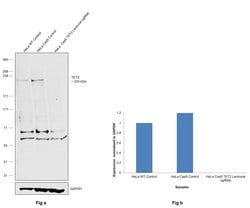 Invitrogen TET2 Monoclonal Antibody (GT649) 100 &mu;L; Unconjugated:Antibodies,