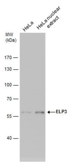 Invitrogen ELP3 Monoclonal Antibody (GT11811) 100 &mu;L; Unconjugated:Antibodies,
