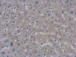 Invitrogen MTPAP Monoclonal Antibody (1D3) 100 &mu;L; Unconjugated:Antibodies,