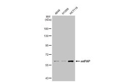 Invitrogen MTPAP Monoclonal Antibody (1D3) 100 &mu;L; Unconjugated:Antibodies,