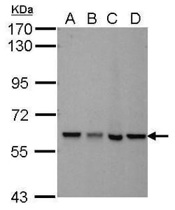 Invitrogen MTPAP Monoclonal Antibody (1D3) 100 &mu;L | Buy Online | Invitrogen&trade; | Fisher Scientific