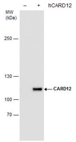 Invitrogen NLRC4 Monoclonal Antibody (GT1387) 100 &mu;L; Unconjugated:Antibodies,