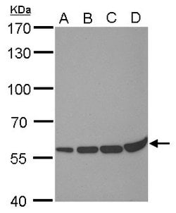 Invitrogen PRDM14 Monoclonal Antibody (GT1359) 100 &mu;L; Unconjugated:Antibodies,