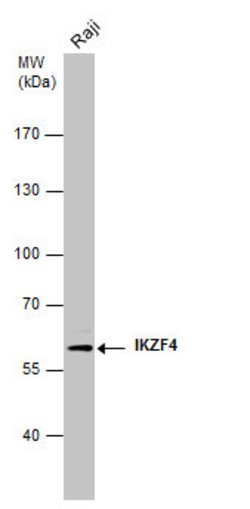 Invitrogen IKZF4 Monoclonal Antibody (GT976) 100 &mu;L; Unconjugated:Antibodies,