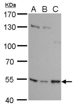 Invitrogen SETD6 Monoclonal Antibody (GT688) 100 &mu;L; Unconjugated:Antibodies,