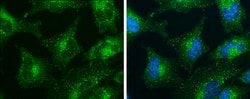 Invitrogen SNX27 Monoclonal Antibody (1C6) 100 &mu;L; Unconjugated:Antibodies,
