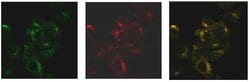 Invitrogen SNX27 Monoclonal Antibody (1C6) 100 &mu;L; Unconjugated:Antibodies,