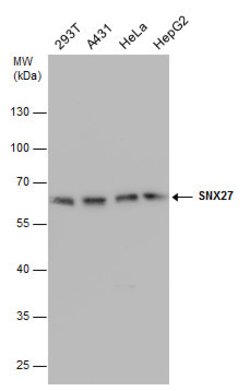 Invitrogen SNX27 Monoclonal Antibody (1C6) 100 &mu;L; Unconjugated:Antibodies,