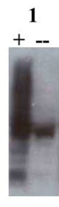Invitrogen SNX27 Monoclonal Antibody (1C6) 100 &mu;L; Unconjugated:Antibodies,