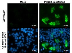 Invitrogen PSRC1 Monoclonal Antibody (GT615) 100 &mu;L; Unconjugated:Antibodies,