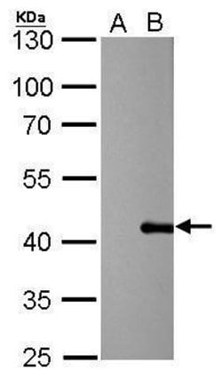 Invitrogen PSRC1 Monoclonal Antibody (GT615) 100 &mu;L; Unconjugated:Antibodies,