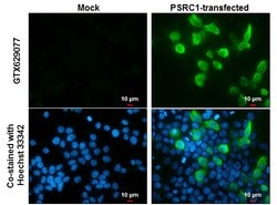 Invitrogen PSRC1 Monoclonal Antibody (GT982) 100 &mu;L; Unconjugated:Antibodies,