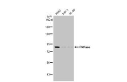 Invitrogen PNPase Monoclonal Antibody (4C11) 100 &mu;L; Unconjugated:Antibodies,