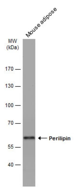 Invitrogen Perilipin 1 Monoclonal Antibody (GT2781) 100 &mu;L; Unconjugated:Antibodies,