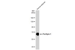 Invitrogen Perilipin 1 Monoclonal Antibody (GT2781) 100 &mu;L; Unconjugated:Antibodies,