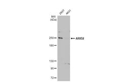 Invitrogen ARID2 Monoclonal Antibody (GT7311) 100 &mu;L; Unconjugated:Antibodies,