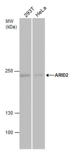 Invitrogen ARID2 Monoclonal Antibody (GT7311) 100 &mu;L; Unconjugated:Antibodies,