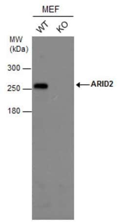Invitrogen ARID2 Monoclonal Antibody (GT7311) 100 &mu;L; Unconjugated:Antibodies,
