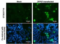 Invitrogen ZFP57 Monoclonal Antibody (GT865) 100 &mu;L; Unconjugated:Antibodies,
