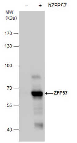 Invitrogen ZFP57 Monoclonal Antibody (GT865) 100 &mu;L; Unconjugated:Antibodies,