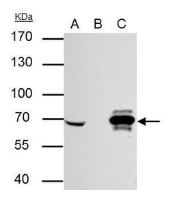 Invitrogen Cre recombinase Monoclonal Antibody (GT10212) 100 &mu;L; Unconjugated:Antibodies,