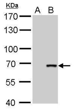 Invitrogen Cre recombinase Monoclonal Antibody (GT10212) 100 &mu;L; Unconjugated:Antibodies,