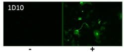 Invitrogen Influenza A H5N1 HA Antibody Cocktail 100 &mu;L; Unconjugated:Antibodies,