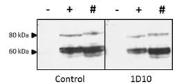 Invitrogen Influenza A H5N1 HA Antibody Cocktail 100 &mu;L; Unconjugated:Antibodies,