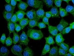 Invitrogen CCT3 Monoclonal Antibody (12H4) 100 &mu;g; Unconjugated:Antibodies,