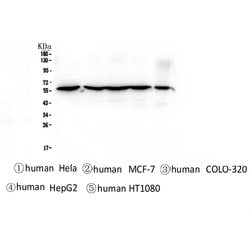 Invitrogen CCT3 Monoclonal Antibody (12H4) 100 &mu;g; Unconjugated:Antibodies,