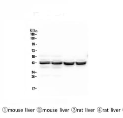 Invitrogen PON1 Monoclonal Antibody (9D3) 100 &mu;g; Unconjugated:Antibodies,